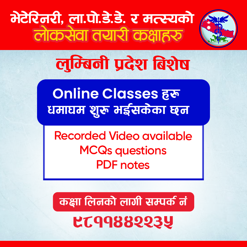 Digital Advertisement Mockup